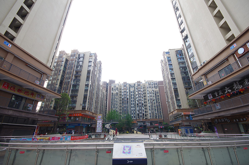 神仙树缤纷.JPG